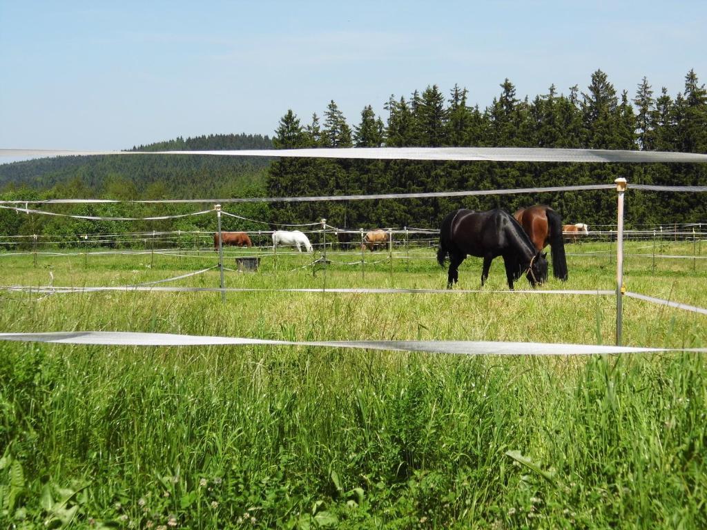 Reit- Und Sporthotel Eibenstock Exteriör bild